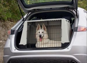 Pet Transport Service