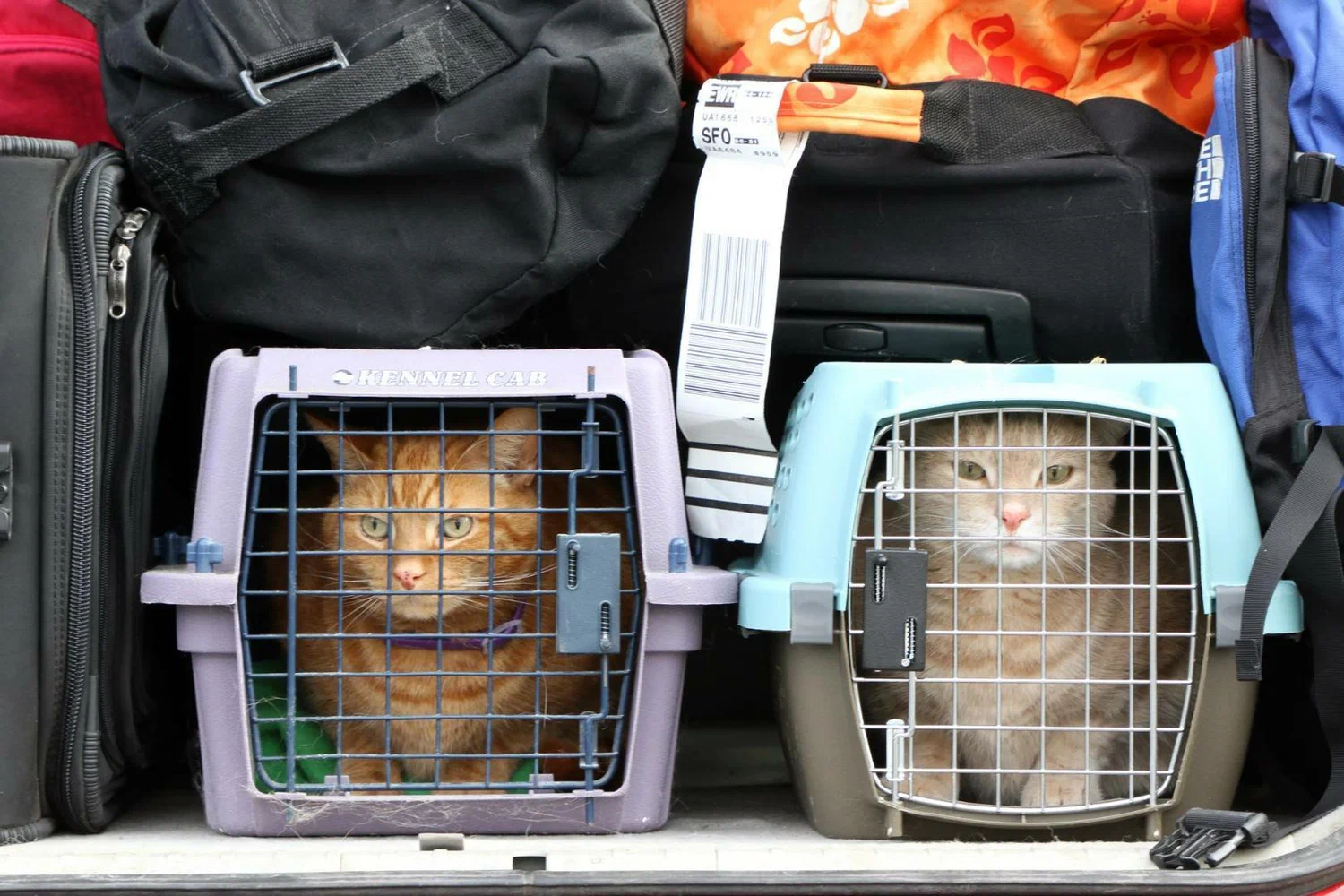 Safety Tips for Traveling Long Distance with Cats in a Car