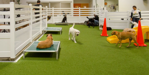 Dog Boarding and Training